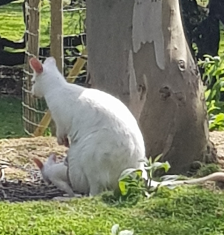 White wallaby with Joey